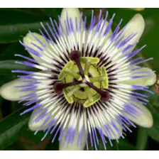 Semillas Flor Pasionaria Passiflora