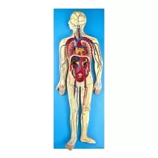 Sistema Circulatório Em Prancha