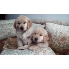 Hermosos Cachorros Golden Retriver!! Excelente Linea