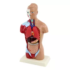 Cuerpo De Torso Humano Modelo De Muñeca De Anatomía 7