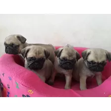 Cachorros Pug 