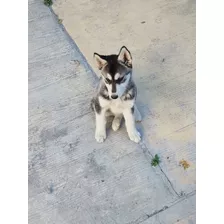 Se Venden Perros Padre Alaska Malamute Y Madre Husky Hermoso