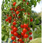 Primera imagen para búsqueda de planta de tomate