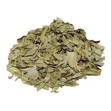 Boldo Planta Medicinal Hoja Seca 50g Naturista Ecuador