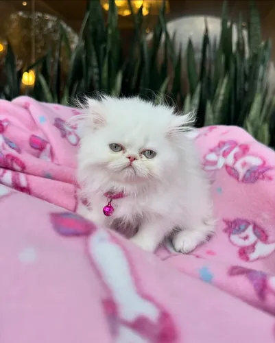 Tercera imagen para búsqueda de gato persa