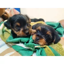 Perritos Yorkshire Terrier