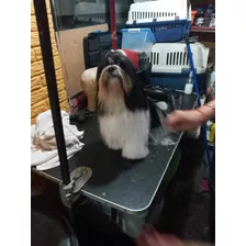 Shihtzu 