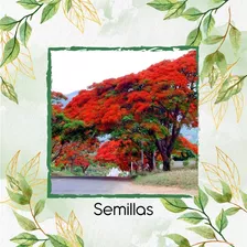 10 Semillas De Árbol Acacia Roja