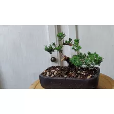 Bonsai Green Mountain , Árbol, Planta , Bonsai