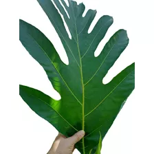 2 Hojas De Árbol Del Pan (240g) - g a $62