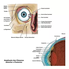 Poster Anatomia Do Olho 65x100cm Decoração Ótica Clínica