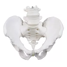 Pelvis Masculina Con Vértebras Lumbares - Modelo Anatómico 