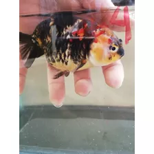 Pez Goldfish Ranchu Calico Grado A Shangai Exotico