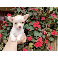 Bellos Cachorros Chihuahua 450 Puros Miniatura