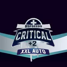 Critical+ 2.0 Xxl Auto (x2) | Bsf Seeds