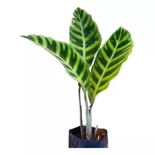 Muda De Maranta Zebrina Planta Decorativa Linda Jardim