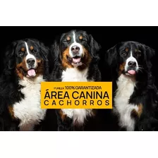 Area Canina Cachorros, Los Mejores Boyero De Berna Del Pais