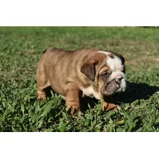 Bulldog Ingles Blue Fawn Merle 