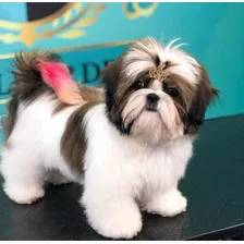 Shitzu Cachorros Super Calidad Shihtzu