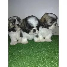 Schitzu Cachorros