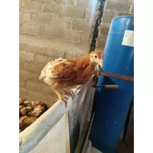 Gallinas Ponedoras Isa Brown 