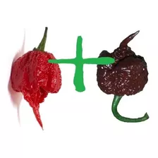 100 Unidades Carolina Reaper Chocolate + Carolina Reaper Red