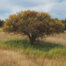 Espino Árbol Semillas 10 Semillas $5000 Cierre Natural