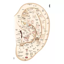 Sesiones De Auriculoterapia