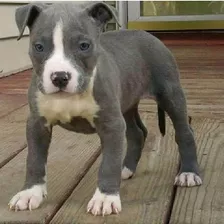  Pitbull Blue Hacemos Envíos. 