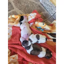 Filhotes De Shitzu Fêmea,com 5 Dias,mãe E Pai Com Pedigree. 