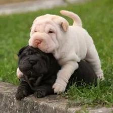 Cachorros Shar Pei/ Puros De Raza Con Pedigree