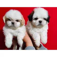 Shihtzu Puros Miniaturas 