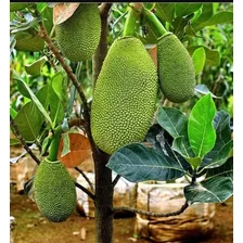 Árbol De Yaca.- Fruta Exótica Lista Para Plantar 