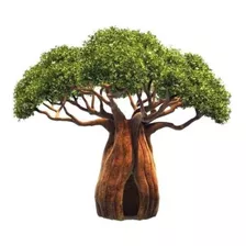 Muda De Baobá Africano. Nome Científico: Adansonia Digitata.