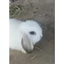 Tercera imagen para búsqueda de conejos enano