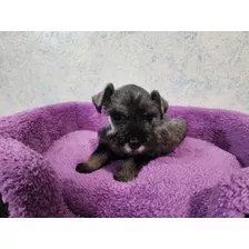 Schnauzer Miniatura Hembra Sal Pimienta Legitima Hermosa 