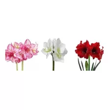 Bulbos Flores Amarilis Amaryllis Açucena A Sua Escolha