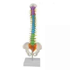 Modelo Anatômico Coluna Vertebral Humana Colorido 45cm