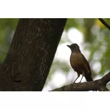 Fotografia De Un Zorzal Colorado