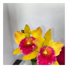 Orquideas Cattleyas Adultas Con Flor