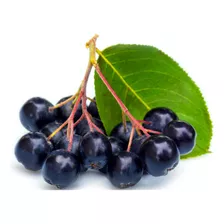 Plantas Frutales De Maquiberry, Mayor Antioxidante Mundial!