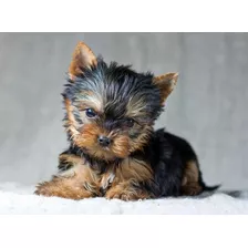 Adorables Yorky O Yorkies Miniatura