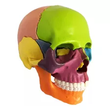 15 Piezas Ensambladas Cráneo Modelo Color Modelo Puede Ser