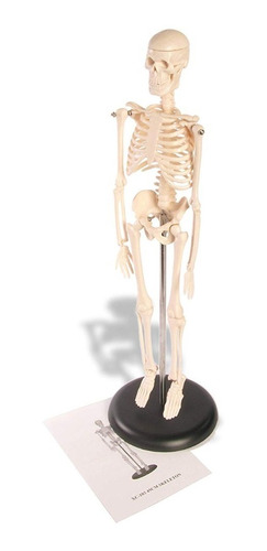 Esqueleto Humano De 45 Cm C/ Suporte
