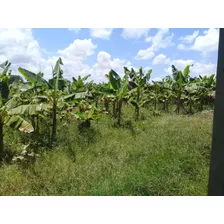 Vendo Esta Finca De 1406 Tareas En Monte Plata