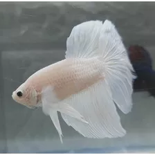 Betta Halfmoon Blanco 