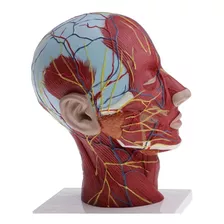 Modelo Anatomia Da Cabeça Humana Para Estudo Premium