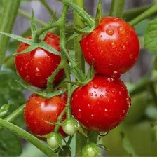 Sementes De Tomate (tomate Vermelho Cereja Yubi