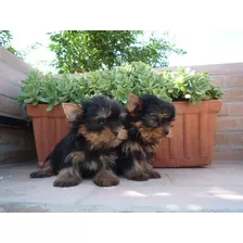 Yorkshire Terrier Mini 650 C/u