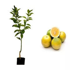 Laranja Serra D'agua - 1 Muda Já Produzindo!